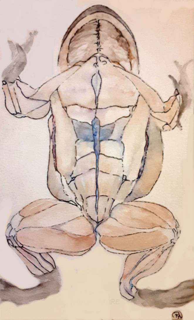 WatercolorVentralFrogMusculature--