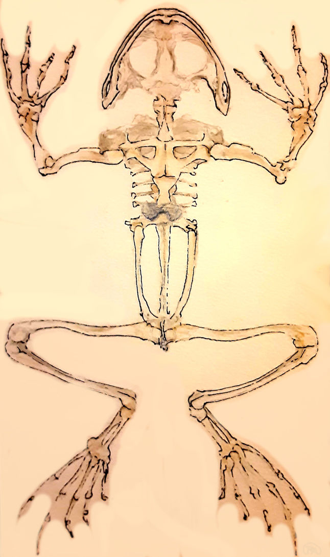 WatercolorVentralFrogSkeleton--