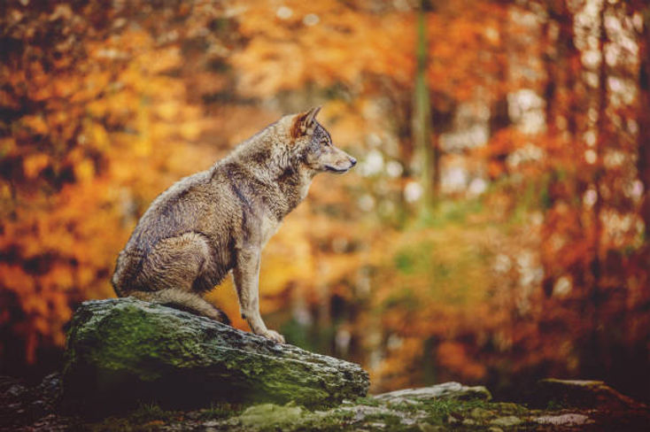 Thanksgiving Wolves Background Thanksgiving With Wolves