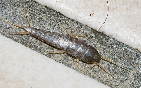 silverfish
