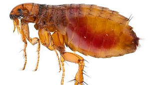flea