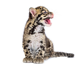 Clouded leopard cub, two months old, Neofelis nebulosa, isolated on white.jpg