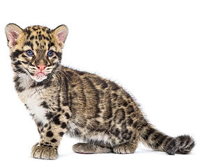 Clouded leopard cub, two months old, Neofelis nebulosa, isolated on white_edited.jpg