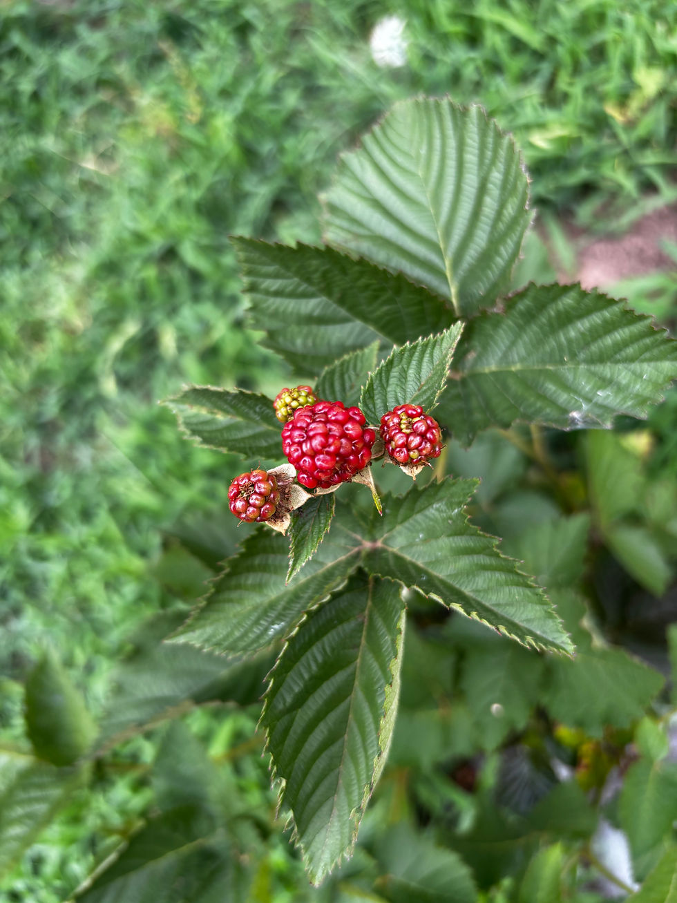 How To Start a Thriving Blackberry Bush