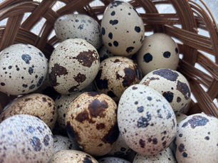 Essential Tips for Raising Quail From Chicks: A Beginner's Guide
