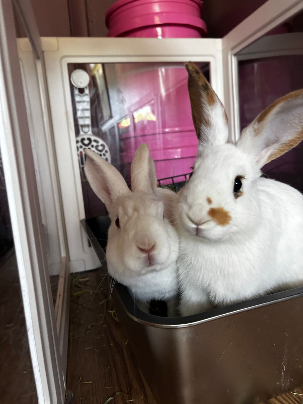 Eye-level view of a cozy rabbit enclosure with soft flooring, a hideout, and toys