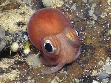 Life in the Deep Sea is Mostly Mysterious
