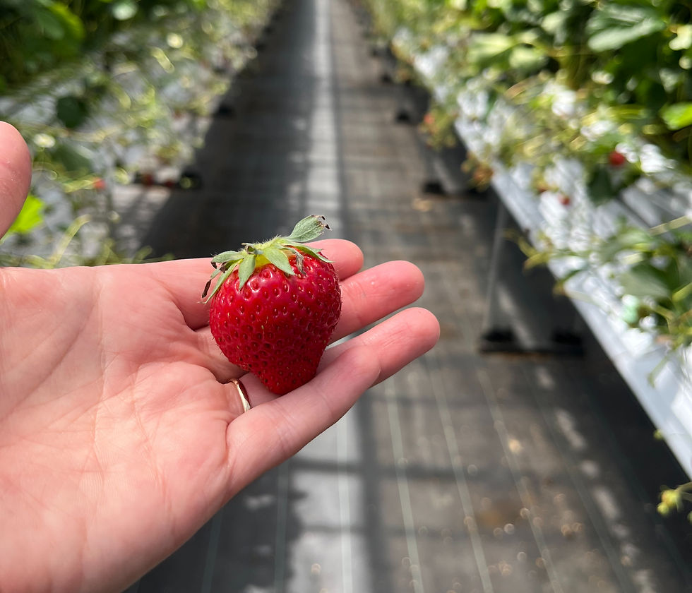Strawberry picking in Okinawa