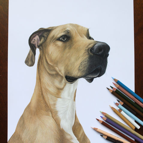 custom colored pencil great dane hand drawn pet portrait