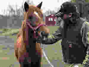 The Unbridled Heroes Project works with horses