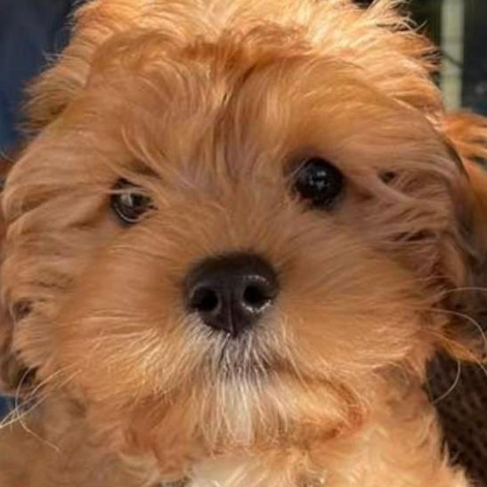 Training Biggles_edited