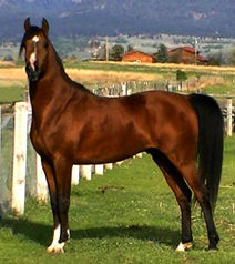 Sired by Bey Tshah Majik