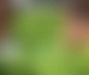 לגדל ירוק על גג