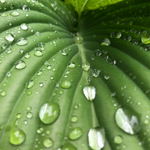 Looking at a green leafy hosta plant from above, specifically close up on the hydrophobic surface and water droplets