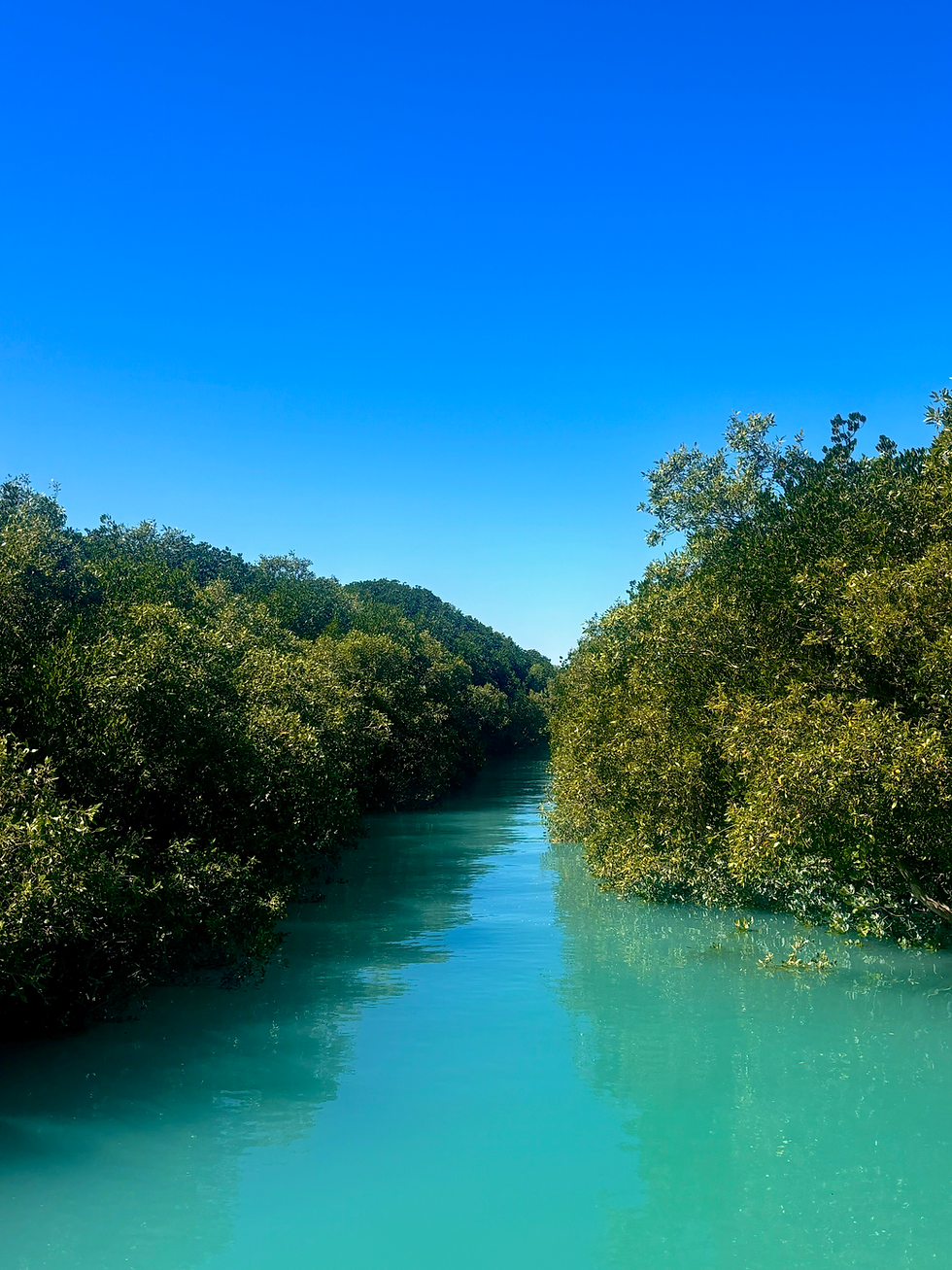 Mangroves during high tide at Town Beach Jetty