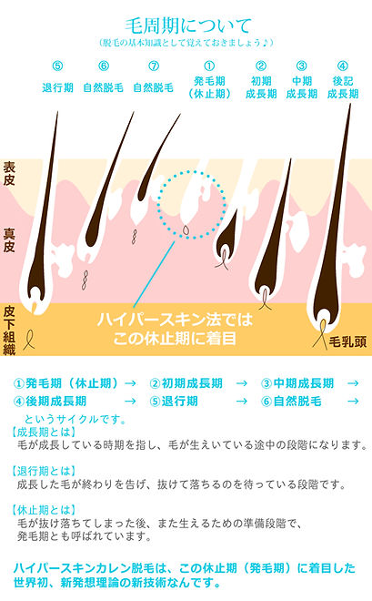 【１】毛周期について