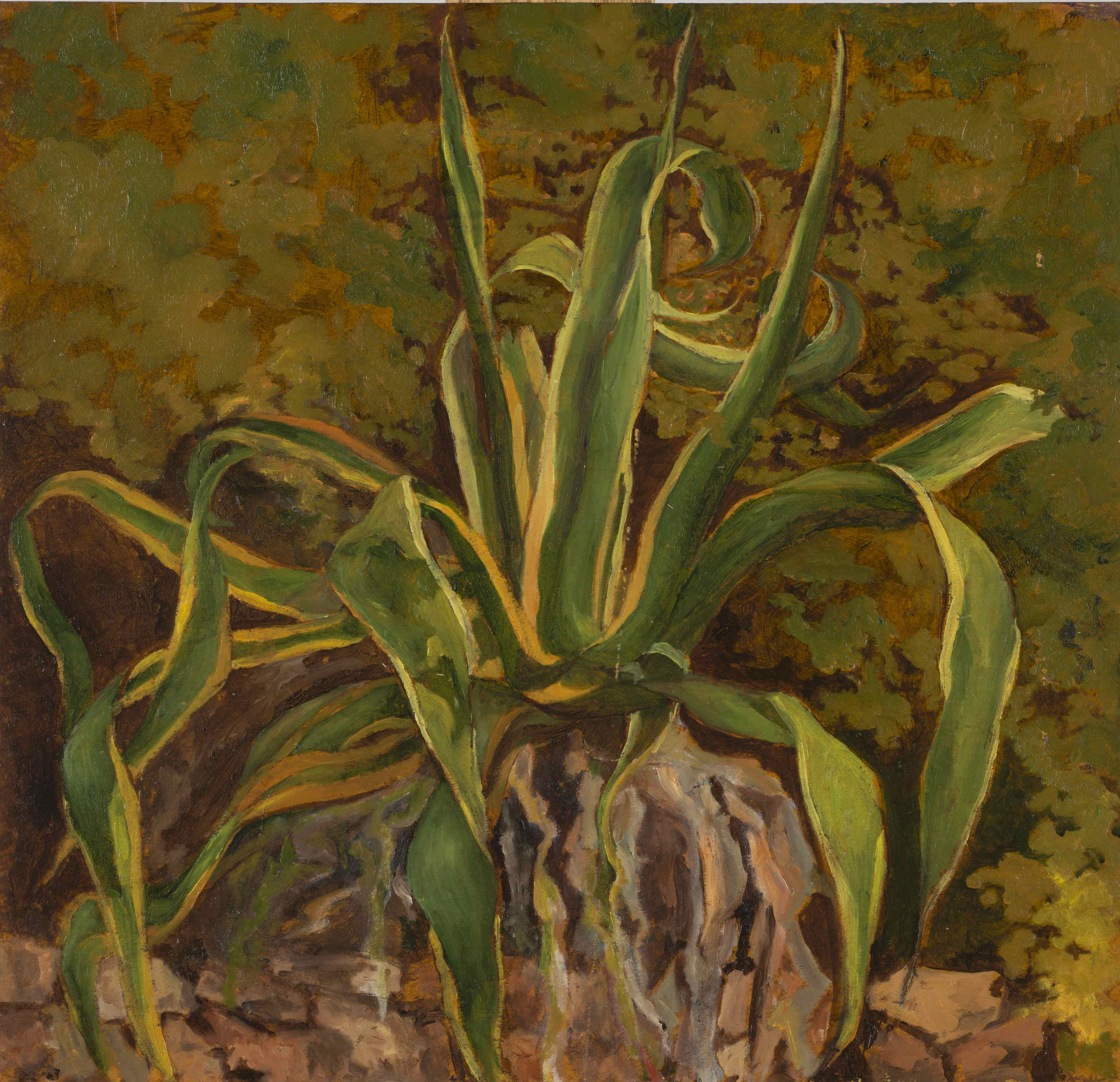 L'agave rayée