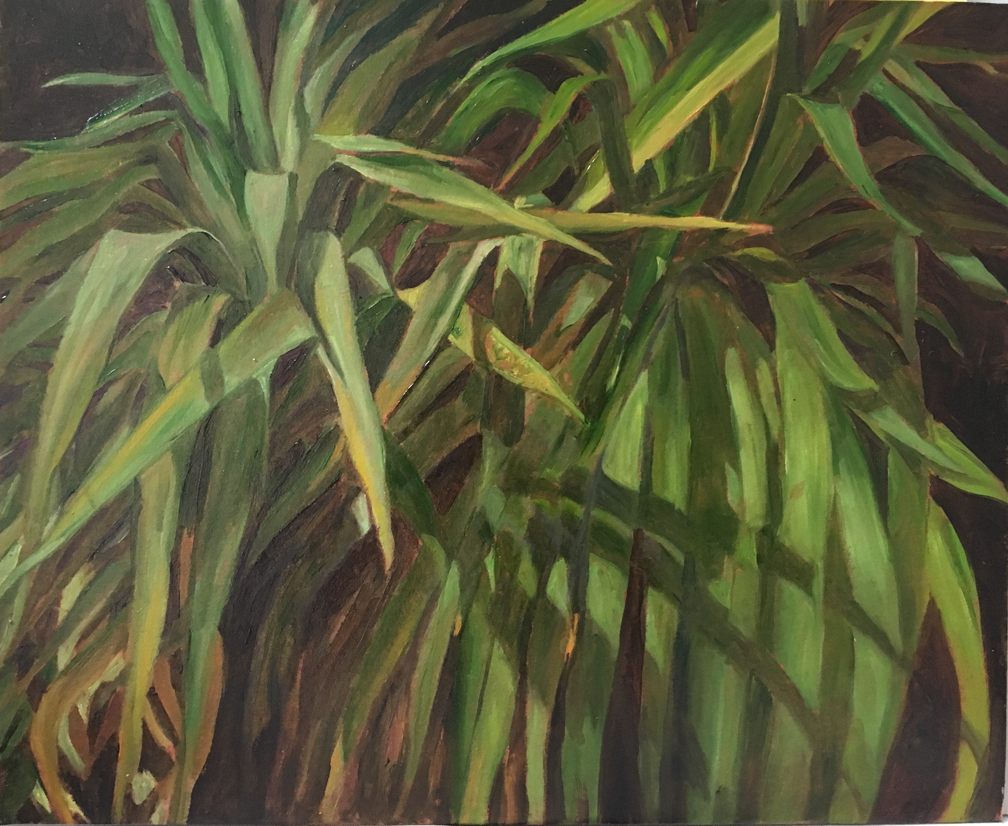 yucca