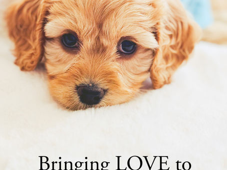 Top Tips for New Cavoodle Owners
