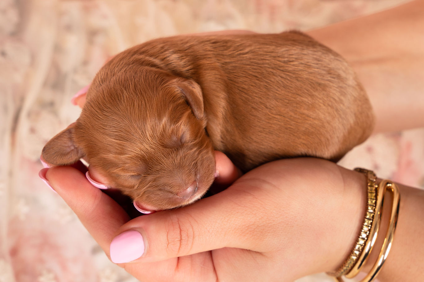 Newborn Cavoodle Puppy