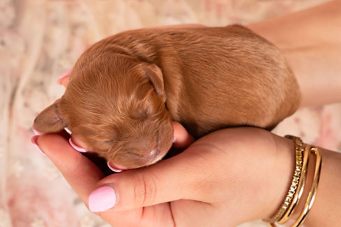 Newborn Cavoodle Puppy