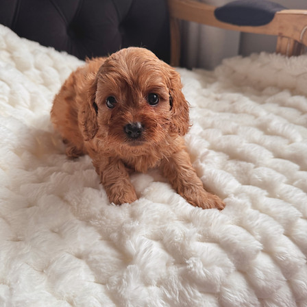First generation Cavoodle Puppy