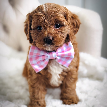 Mabel_Toy Cavoodle Puppy