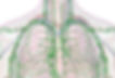 linfodrenaggio terapeutico.jpg