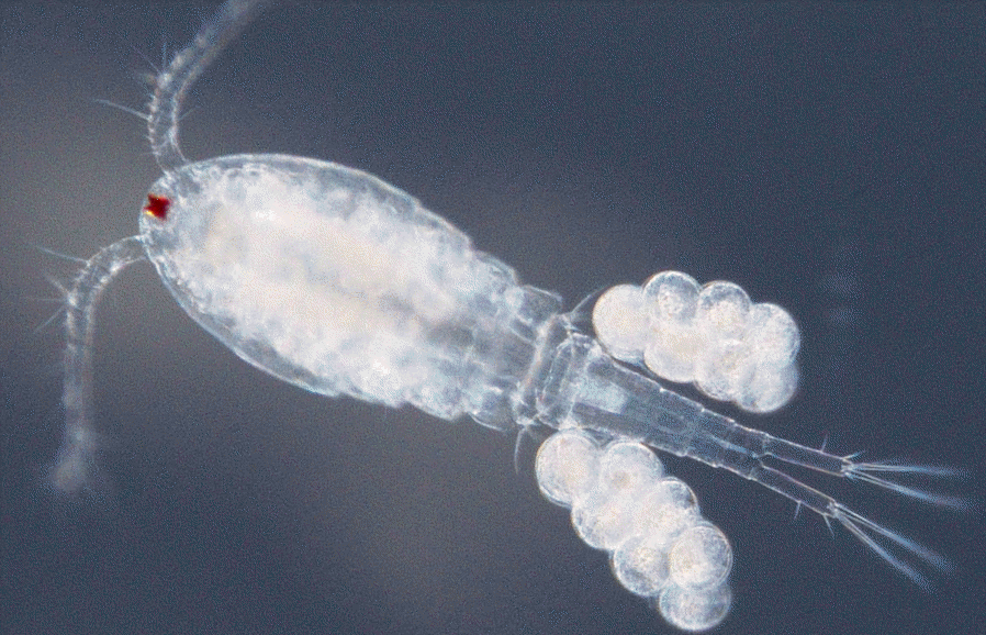 Apocyclops Panamensis Copepod