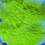 Thumbnail: Green Montipora plate coral