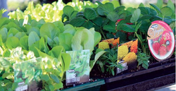 Vegetables
