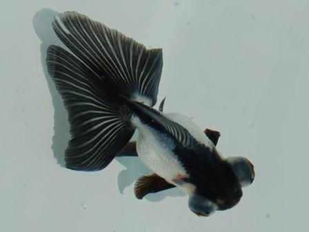Panda Butterfly Tail Goldfish