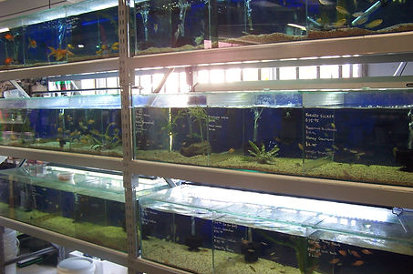 sunshine coast pet store, sunshine coast pet supplies, sunshine coast pet store, sunshine coast pet shop
