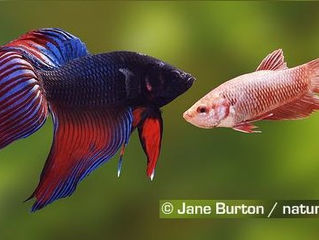 Fish of the Week - Siamese Fighting Fish