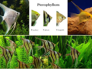 Fish of the Week - Angelfish