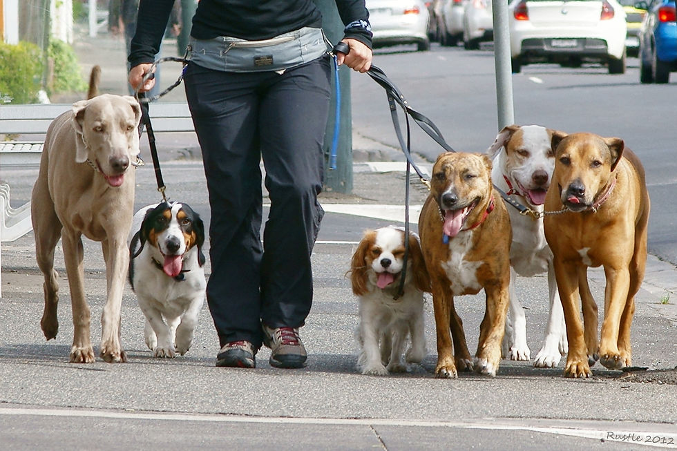 Dog Collars
