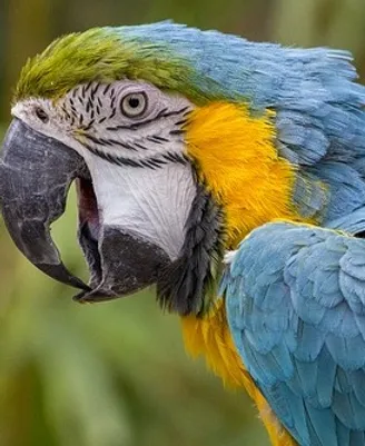 Caloundra Garden And Pet Supplies Birds Sunshine Coast Pet Shop