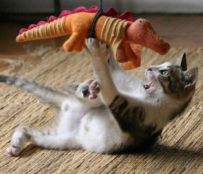 Cat Food