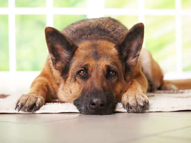 Dog Leads