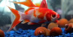 Aquarium Supplies