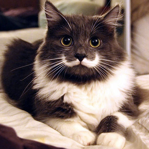 Cat Supplies