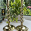 Thumbnail: Large Pair Of Antique Victorian Brass Barley Twist/Spiral Candlesticks C1890.