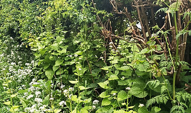 ruthinhedgerow.jpg