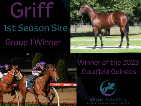 New 1st Season sire joins our Breeding Program