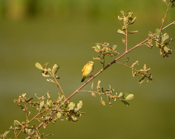 Matt Wardle Photography

New Forest landscape photographer

UK landscape photography prints

Nature photography prints for sale

British landscape photography

New Forest nature photography

UK travel photography prints

Fine art landscape photography UK

Street photography UK photographer

Wall art photography prints UK

Home decor photography prints

Office wall art photography

Limited edition photography prints

Professional landscape photographer UK

UK nature and wildlife photography

Contemporary street photography prints

Hampshire landscape photographer

Scenic UK photography wall art

Photography prints for home and office

UK fine art photography store