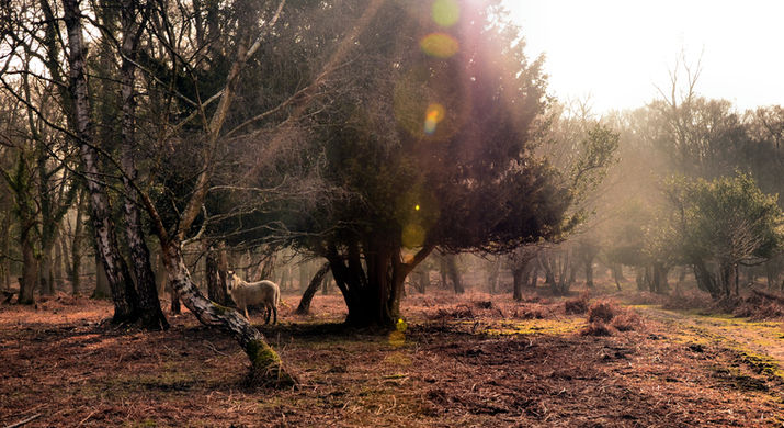 New Forest Landscape Photography, New Forest Photography, Matt Wardle Photography, Matt Wardle New Forest Photographer, Photography From The New Forest, New Forest National Park, Photographs New Forest National Park, Photography Workshops in the New Forest,  New Forest, landscape photography workshops,