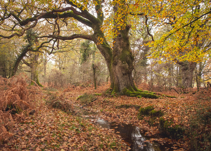 Matt Wardle Photography

New Forest landscape photographer

UK landscape photography prints

Nature photography prints for sale

British landscape photography

New Forest nature photography

UK travel photography prints

Fine art landscape photography UK

Street photography UK photographer

Wall art photography prints UK

Home decor photography prints

Office wall art photography

Limited edition photography prints

Professional landscape photographer UK

UK nature and wildlife photography

Contemporary street photography prints

Hampshire landscape photographer

Scenic UK photography wall art

Photography prints for home and office

UK fine art photography store
