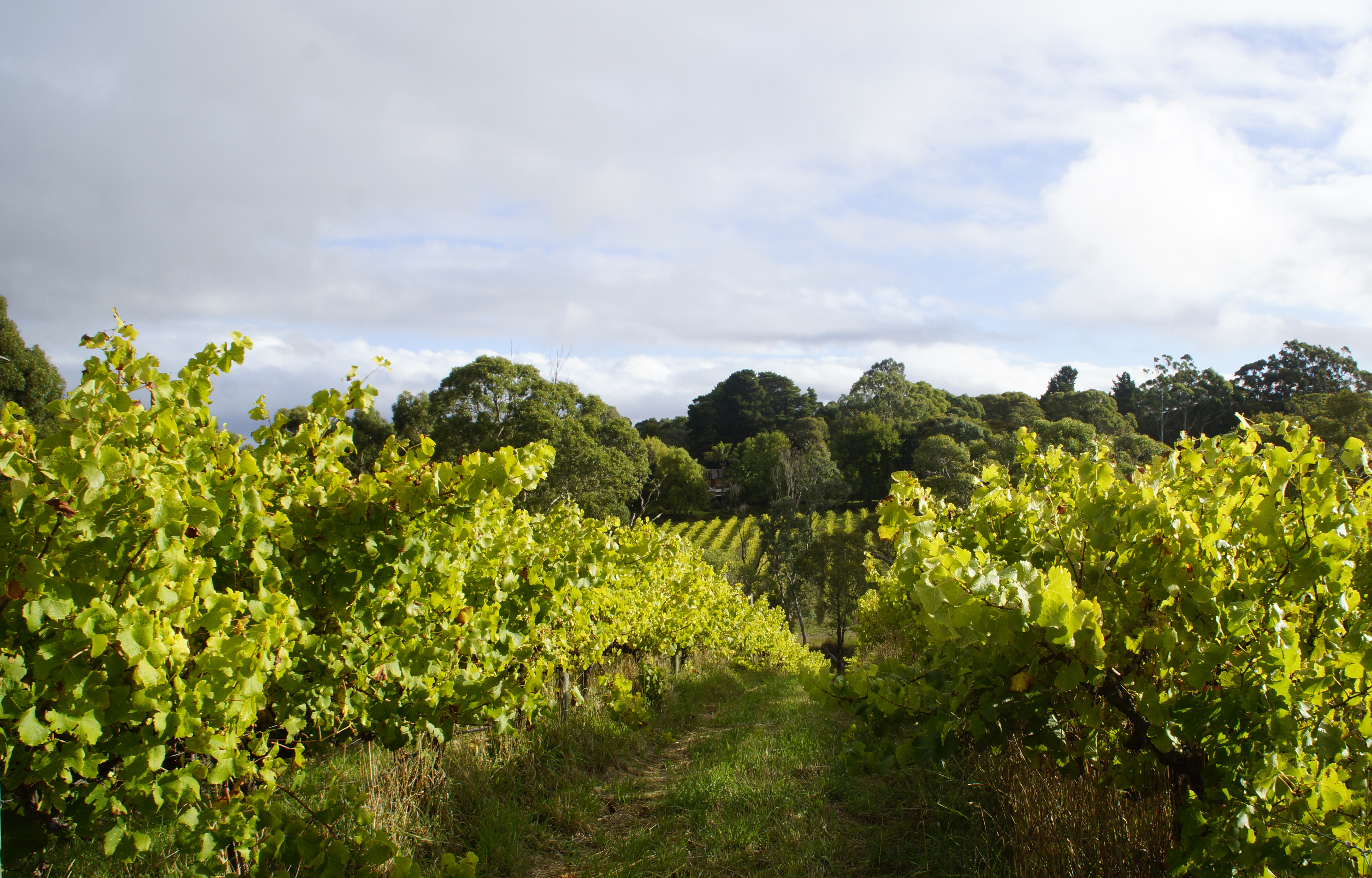 Magpie Springs