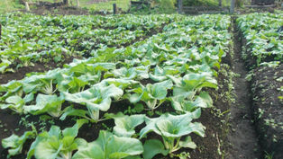 Reflection - 16th June 2019