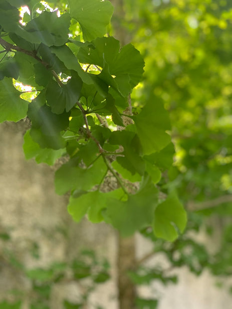 IMG_6129-1.jpeg